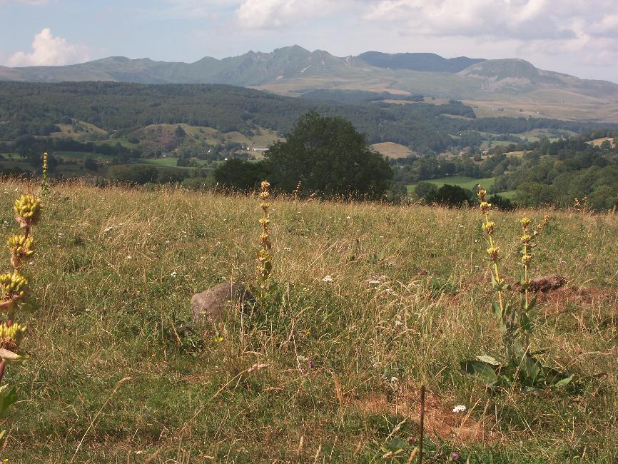 Vue vers le Sancy