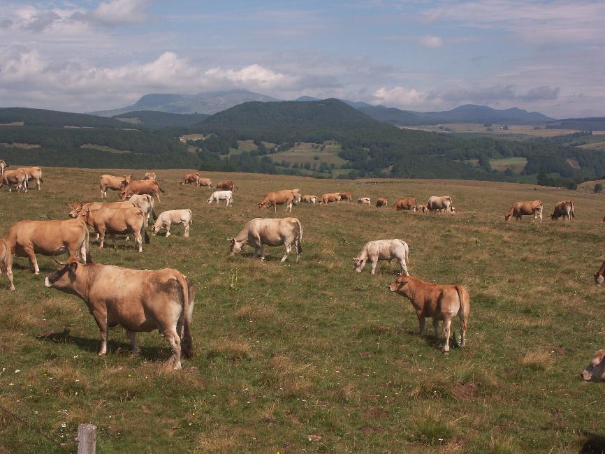Vue vers le puy de Montcineyre