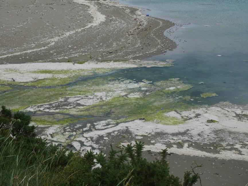 Algues vertes à l'embouchure du Gouessant