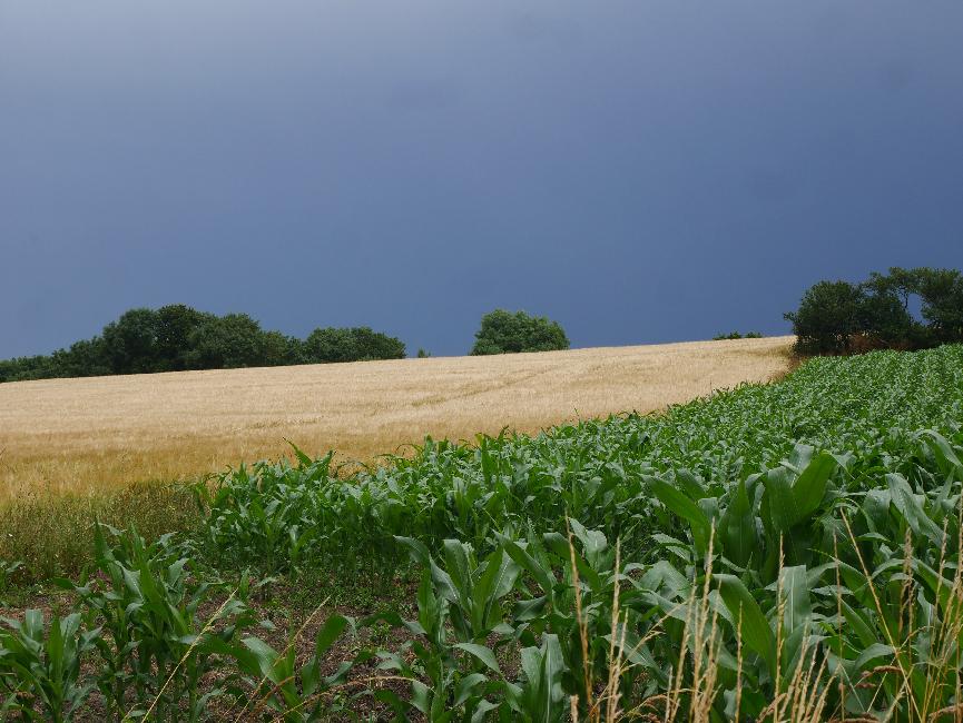 Dans les marais de Ville es Prètres, après la pluie