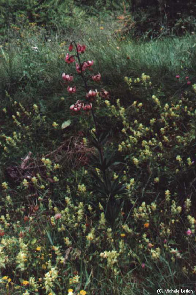 Lys Martagon