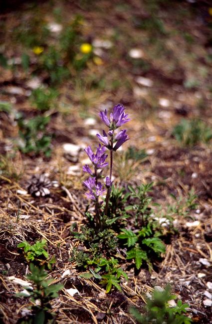 Flore des Alpes