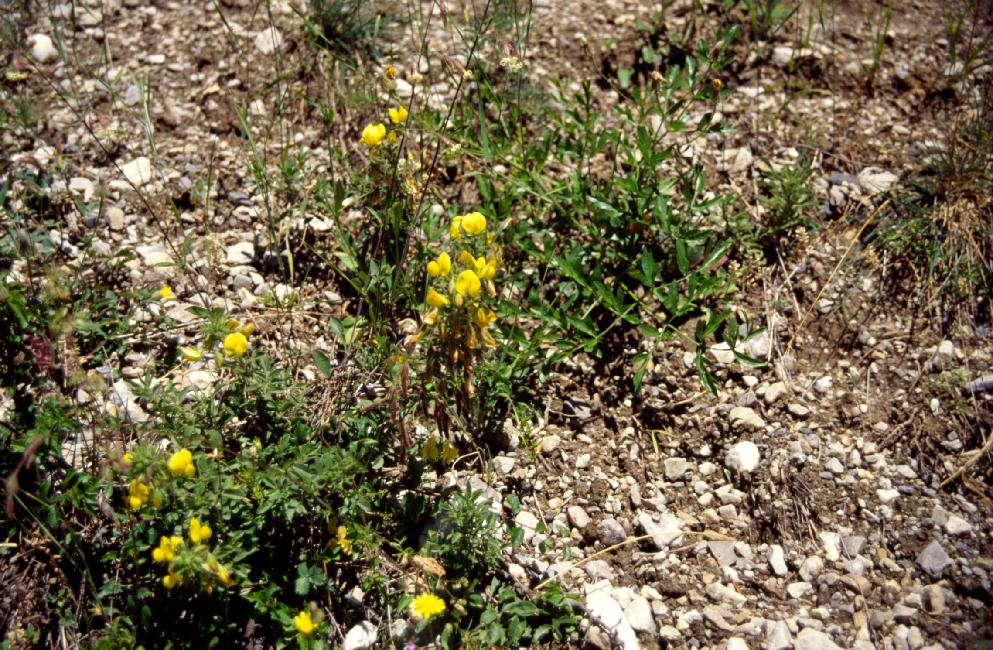 Flore des Alpes