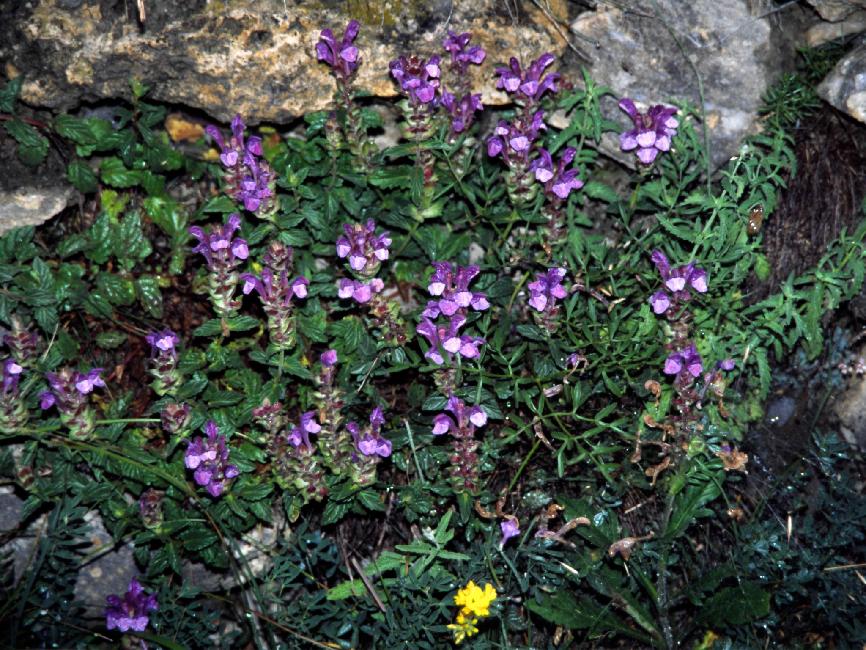 Flore des Alpes