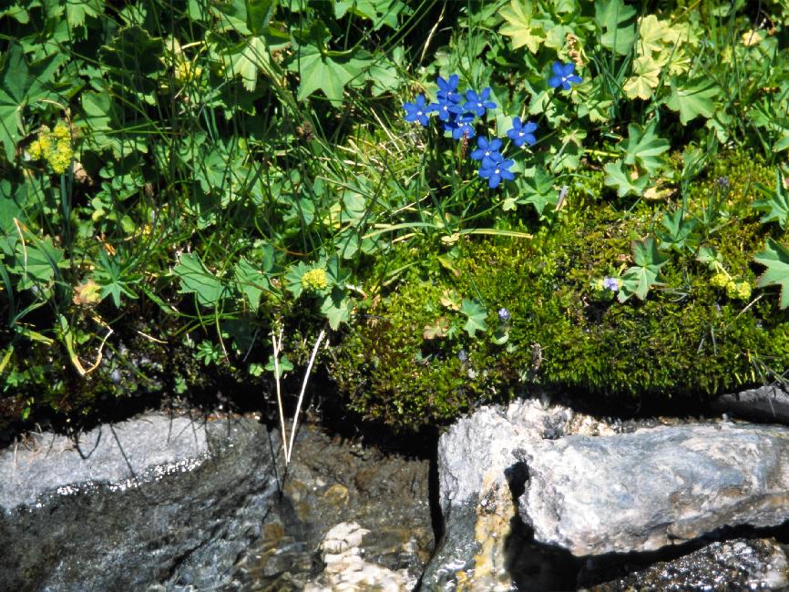Flore des Alpes