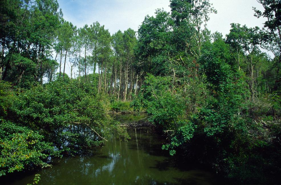 Étang, près de Vieux-Boucau