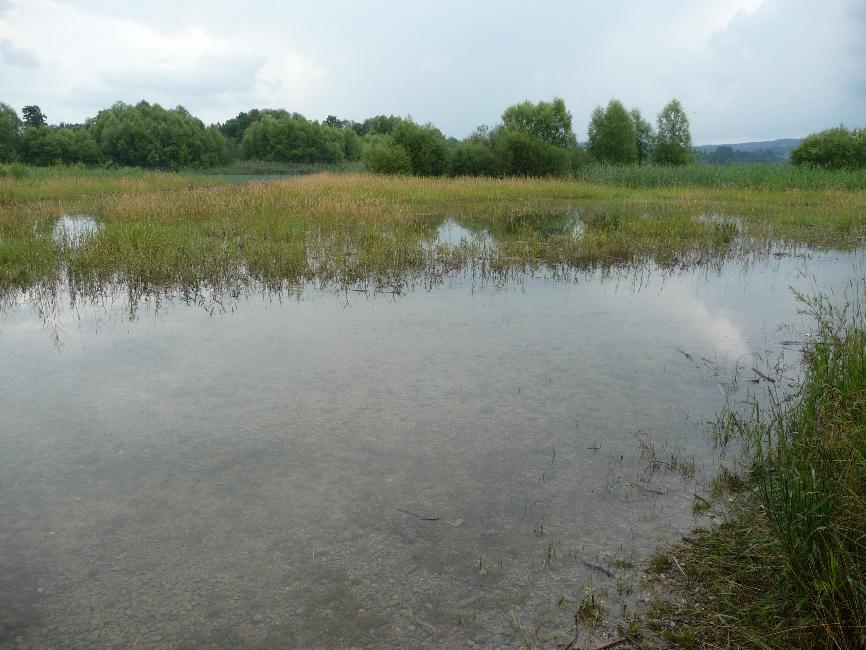 Bords du Forggensee