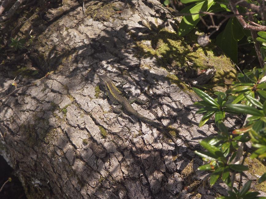 Lézard