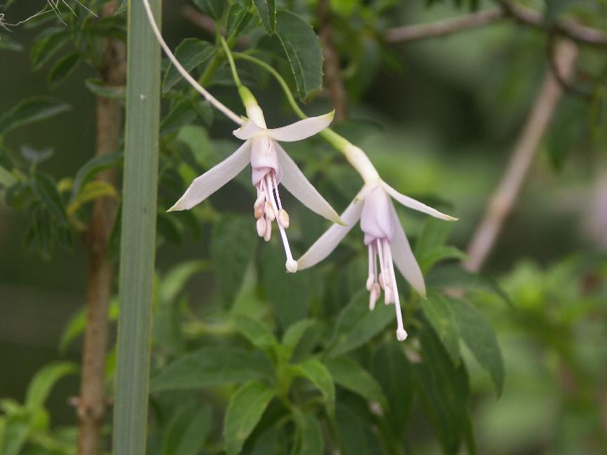 Fleur sur le bord de la route, à Puerto Montt