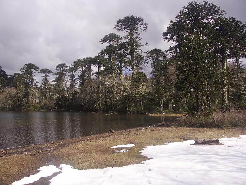 Sanctuaire de Cani : araucarias, au bord de la laguna negra