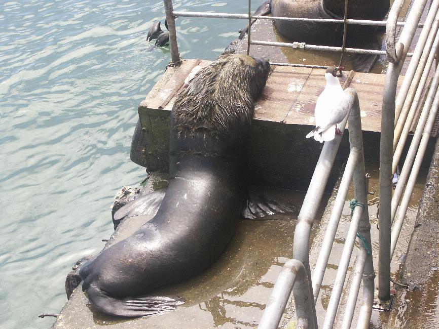 Lion de mer attendant sa pitance