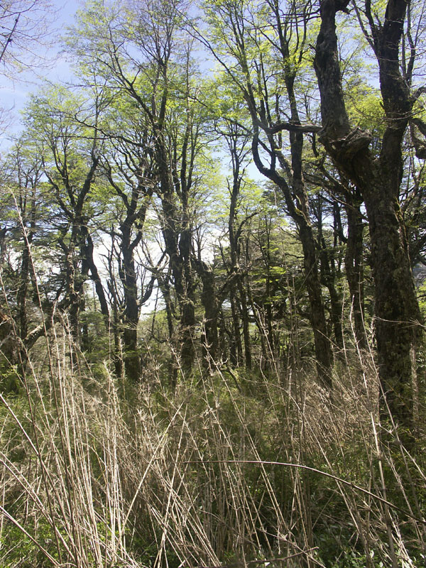 Forêt de lengas