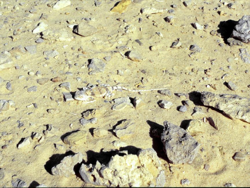 Gecko