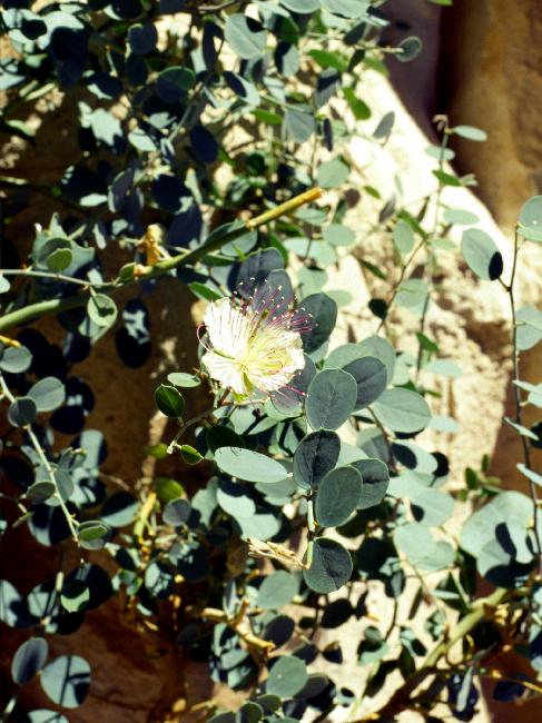 Fleur de caprier
