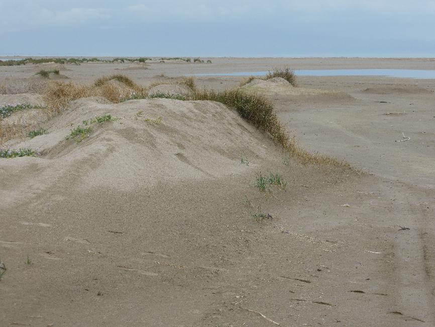 Delta de l'Ebre