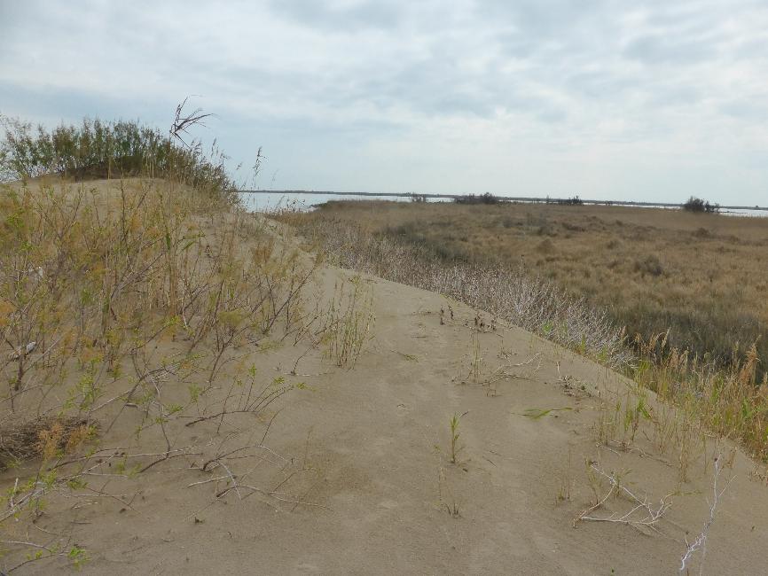 Delta de l'Ebre
