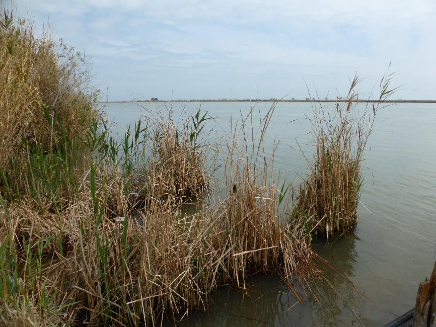 Delta de l'Ebre