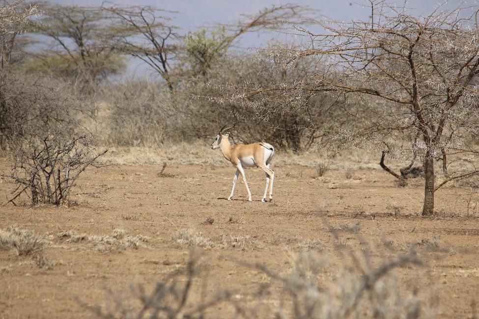 Gazelle
