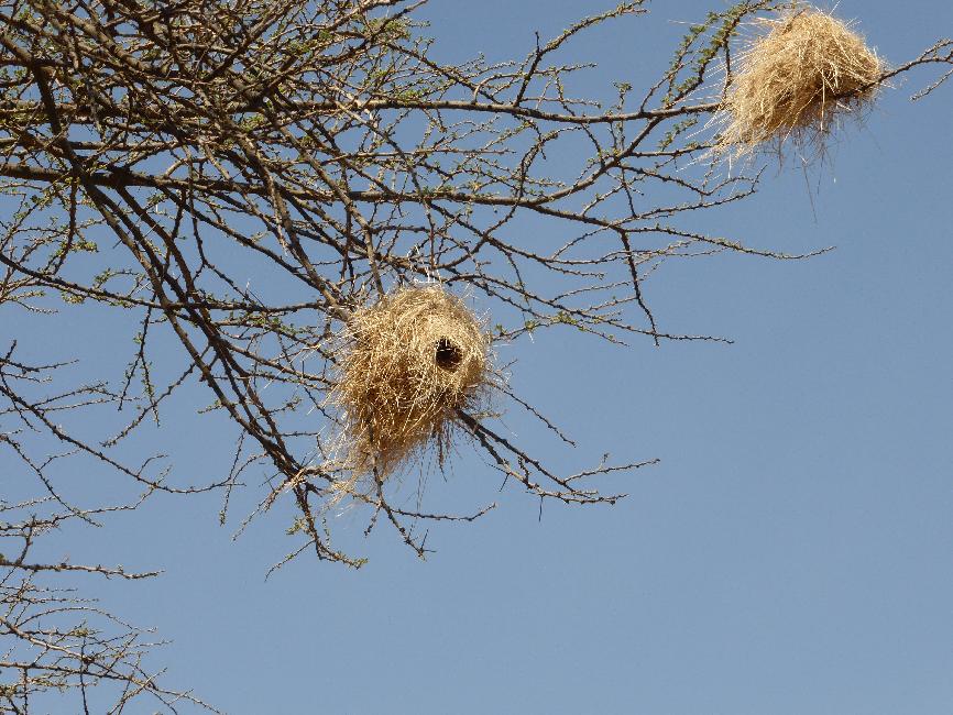 Nids de tisserins