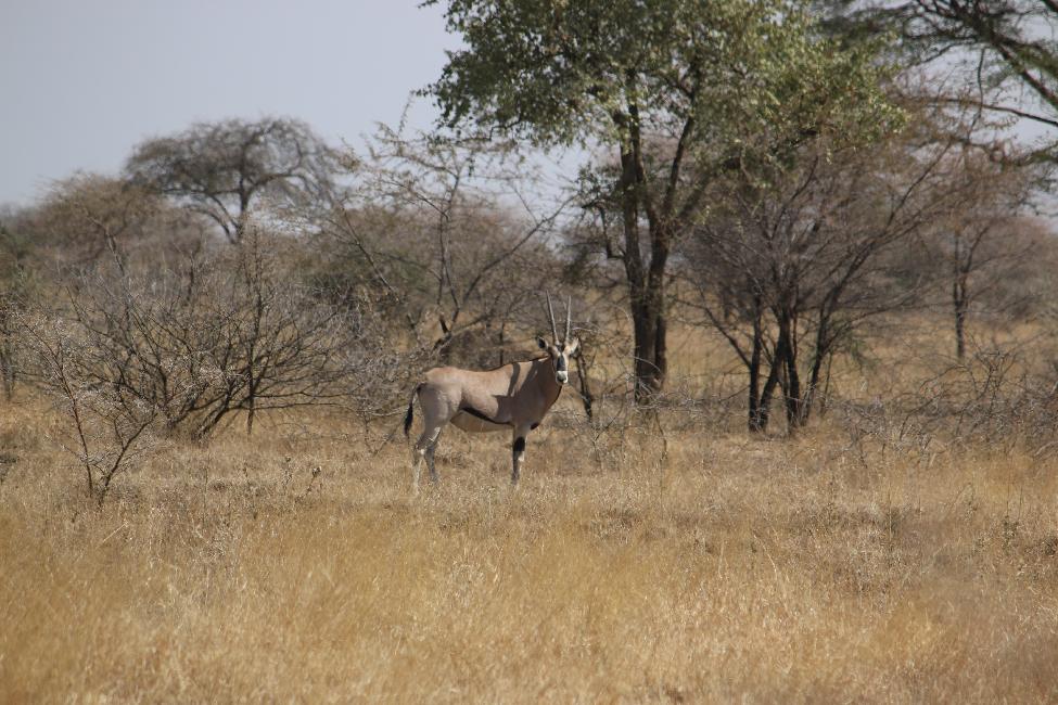 Oryx