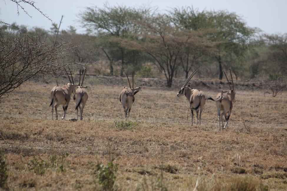 Oryx