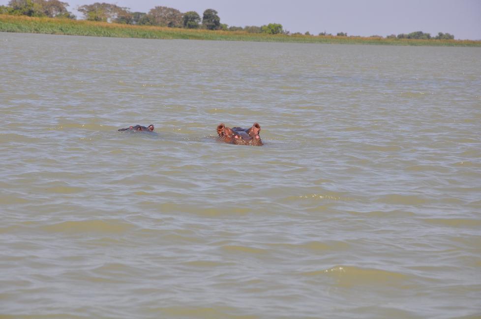 Hippopotames, sur le cours du Nil