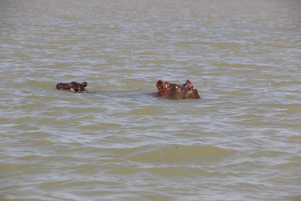 Hippopotames, sur le cours du Nil