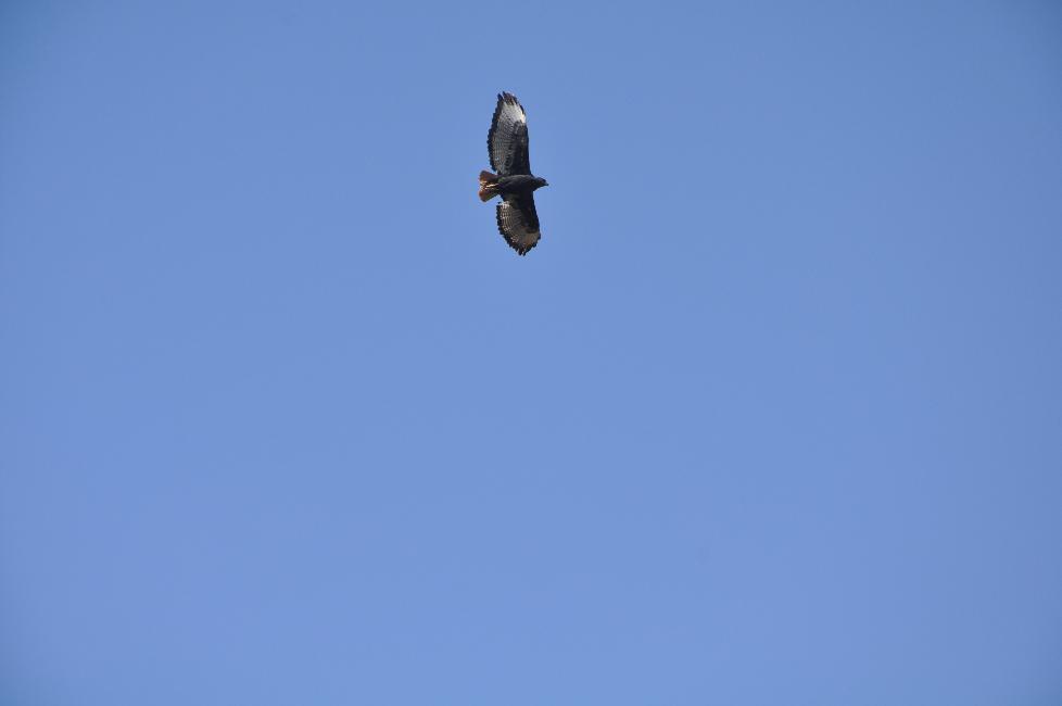 Rapace en plein vol
