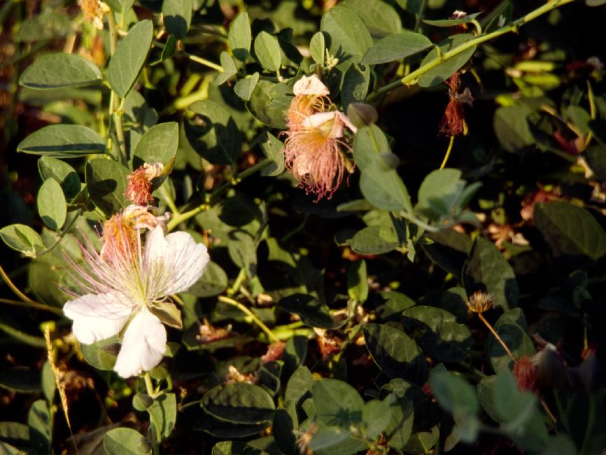 Fleur de caprier