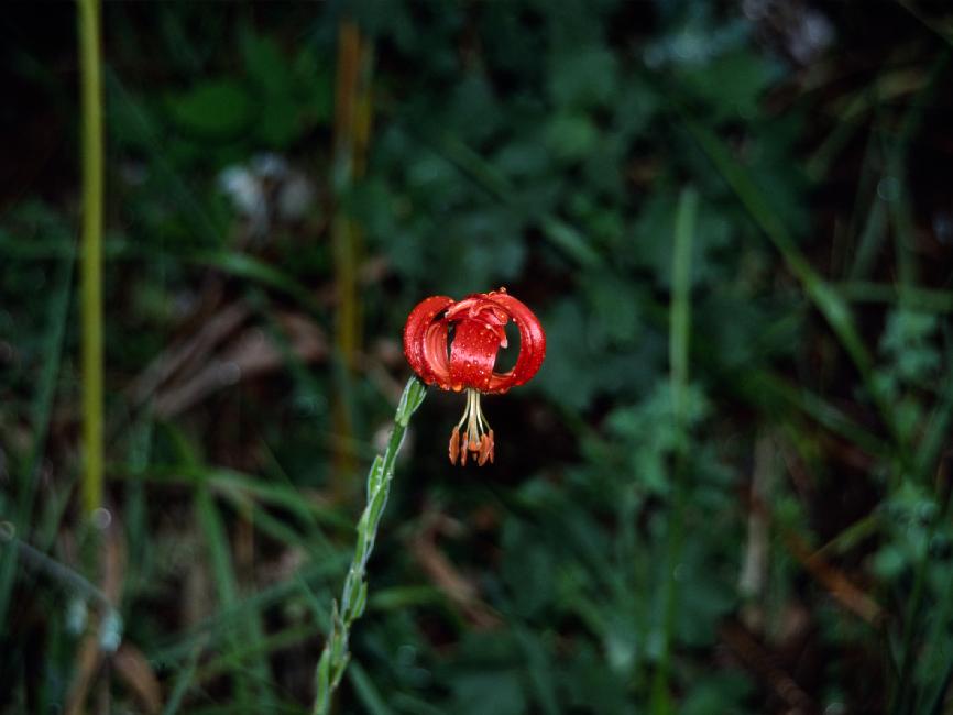 Lilium calchidonium ( ce n'est pas une fleur des zones sèches...)