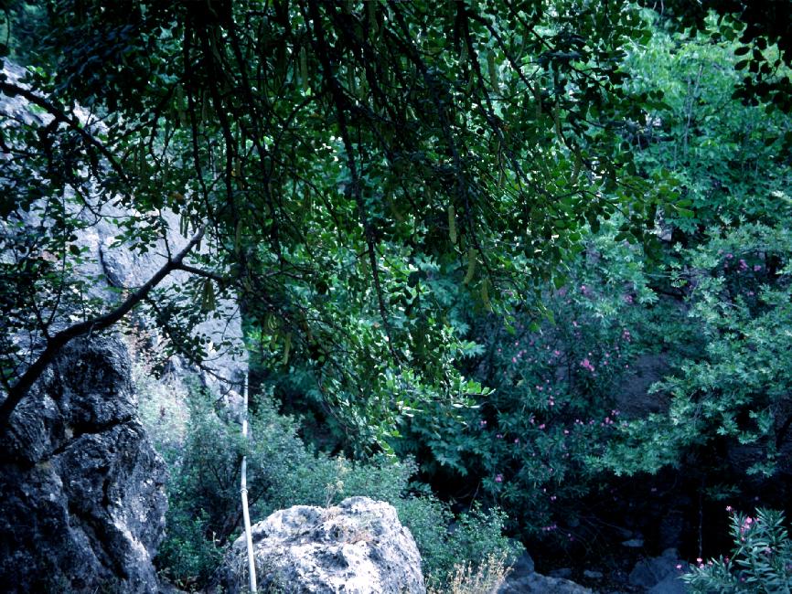 Environs de la chapelle d'Agios Nikolaos, au bout du canyon de Rouwas