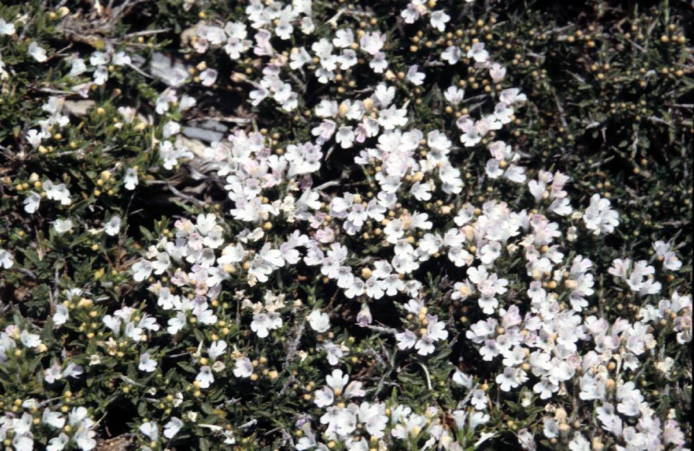 Fleurs Alpines