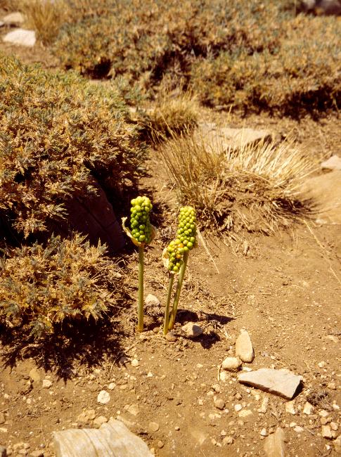 Une touche végétale grâce à ces arums, pour terminer cette randonnée plutôt minérale...