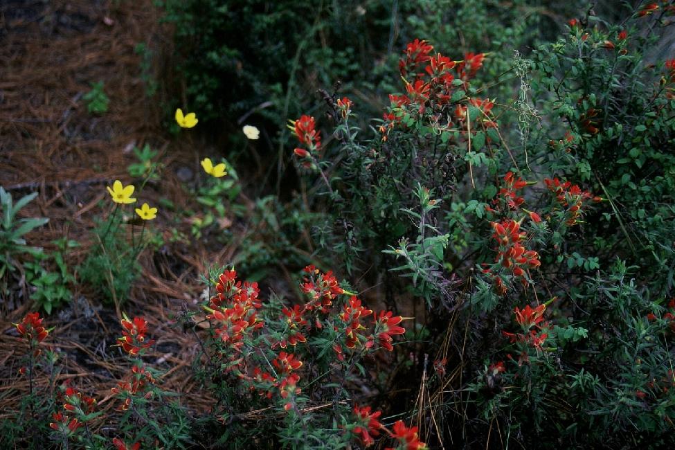 Fleurs du Guatemala