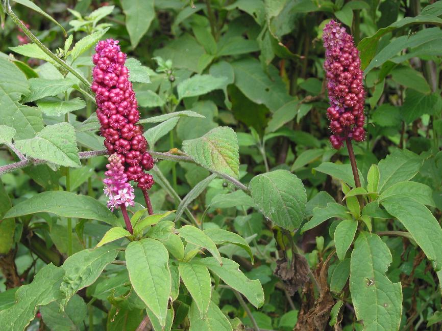 Fleurs du Guatemala