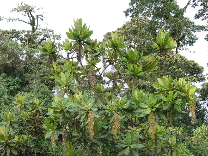 Fleurs du Guatemala