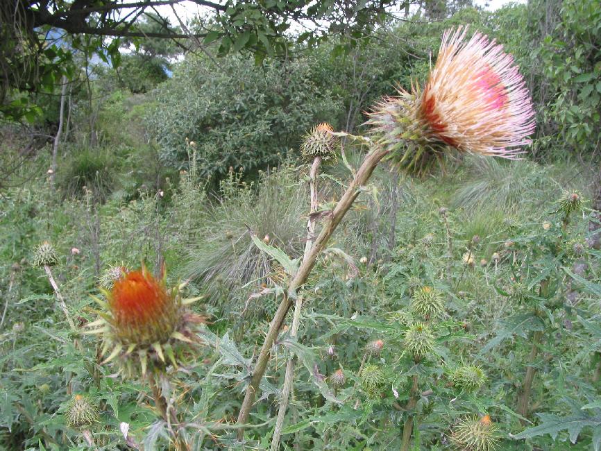 Fleurs du Guatemala