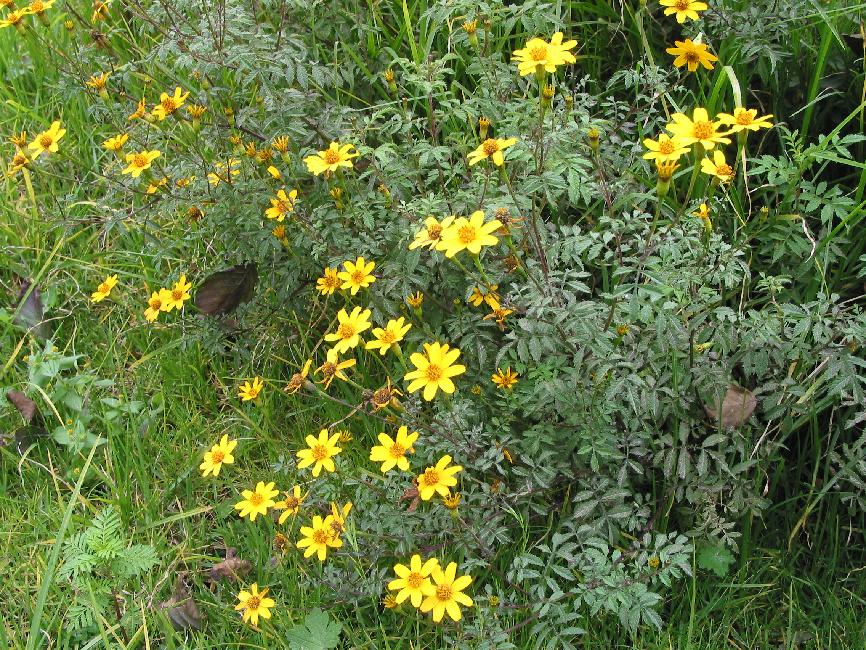 Fleurs du Guatemala