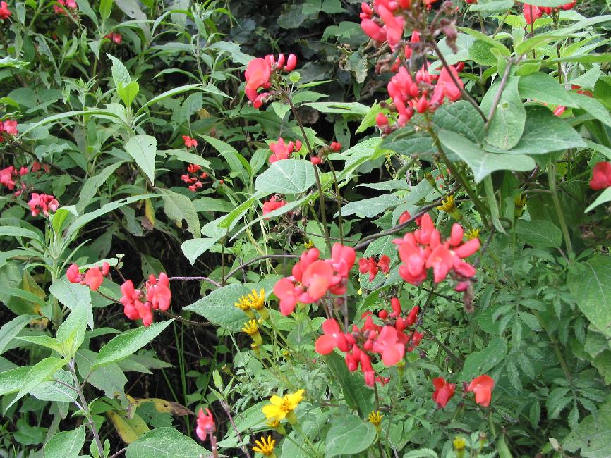 Fleurs du Guatemala