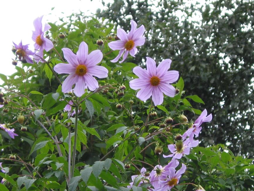 Fleurs du Guatemala