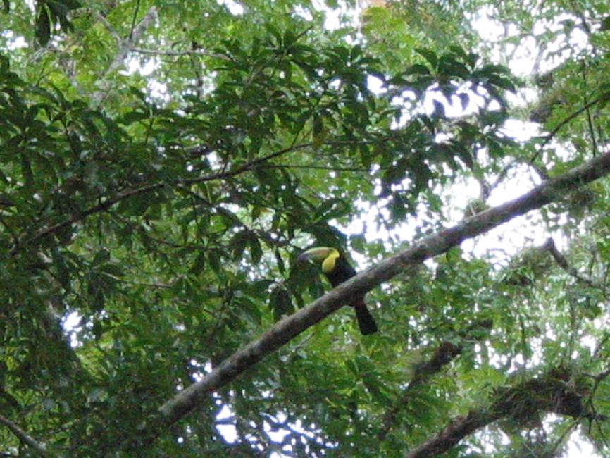 Toucan
