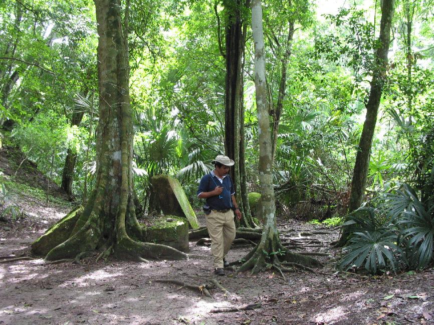Juan nous montre les dégâts causés aux stèles par la pousse des arbres