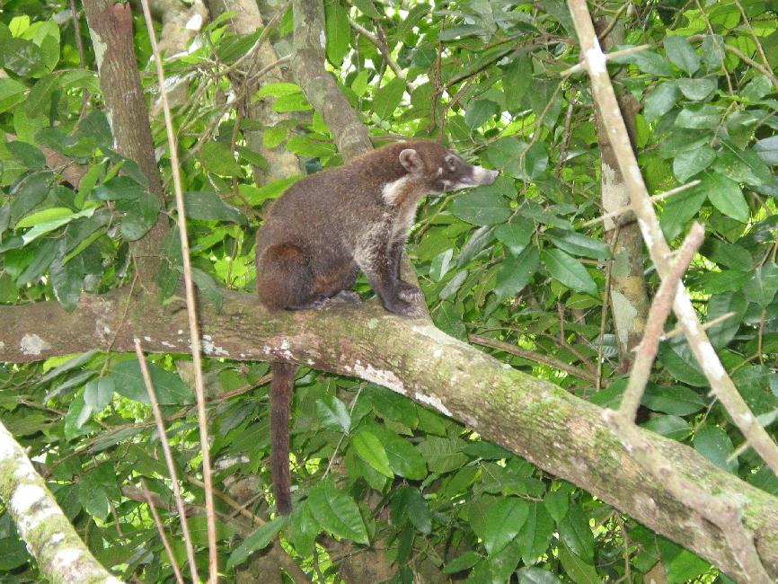 Gros plan sur un coati