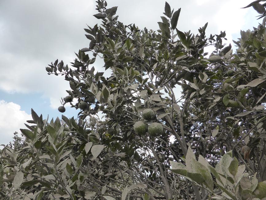 Mandarines