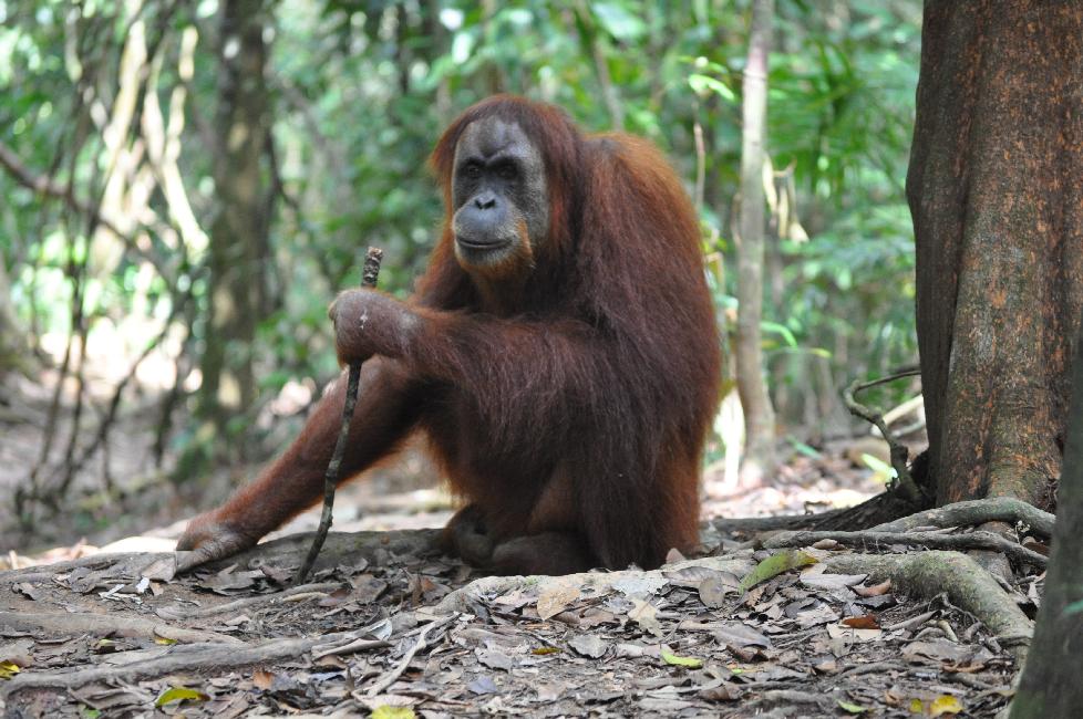 Les orang-outangs de Bukit Lawang