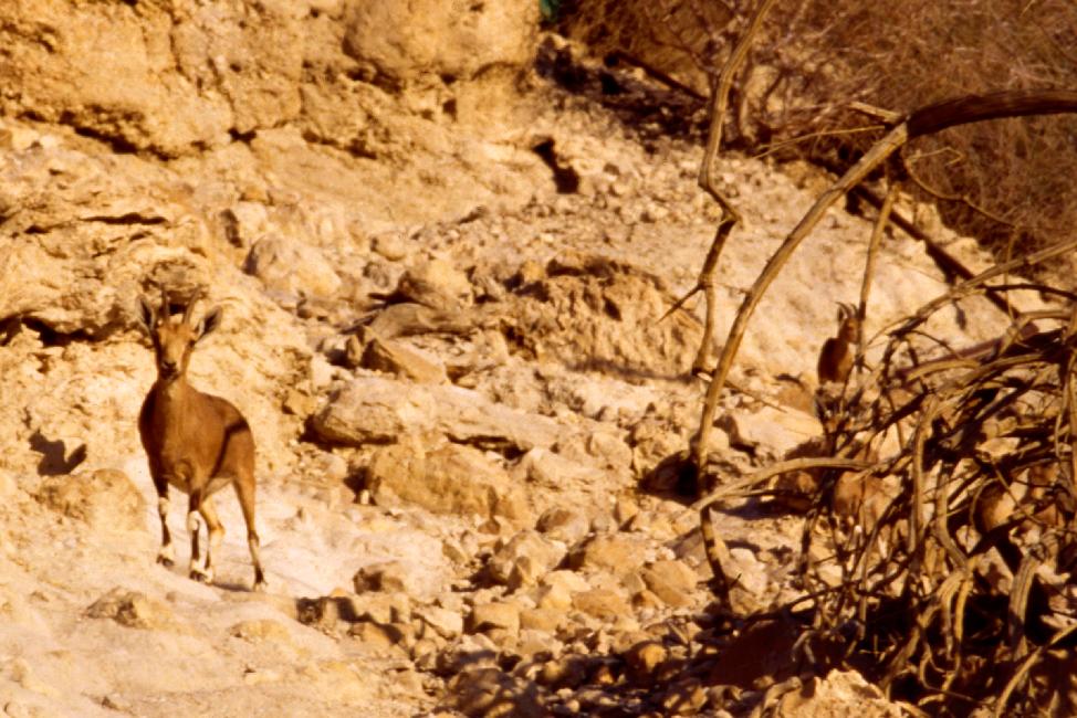 Ibex