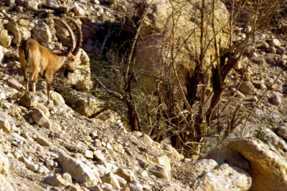 Ibex