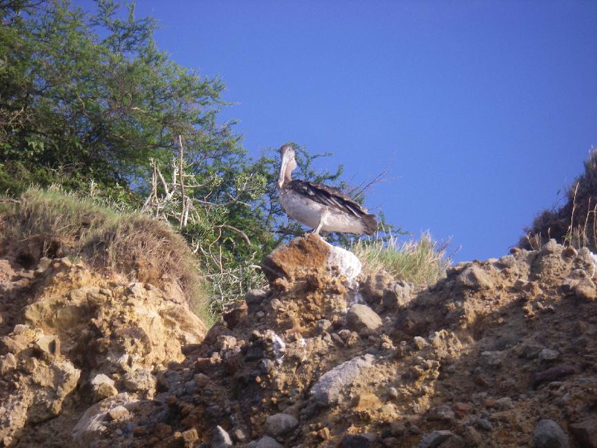 Pélican