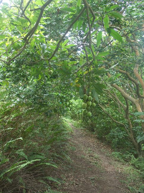 Dans la forêt ; mangues