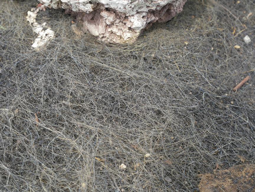 Cheveux de Pelée